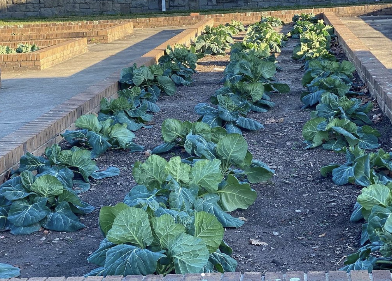 Thornwell Community Garden